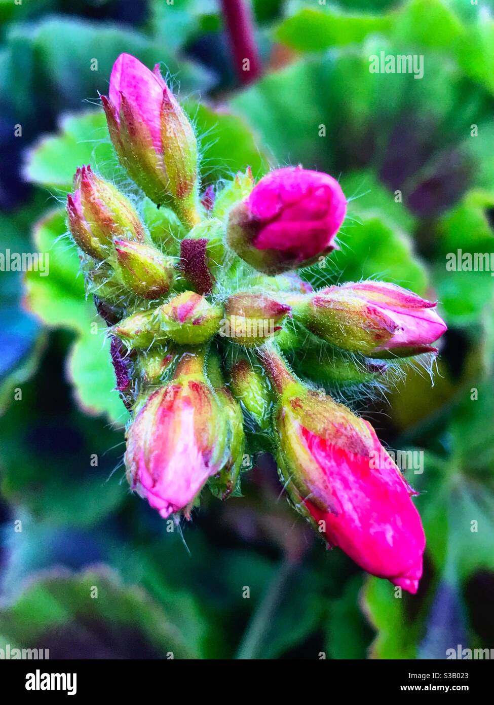 Geranium buds. Pelargonium x hortorum Stock Photo