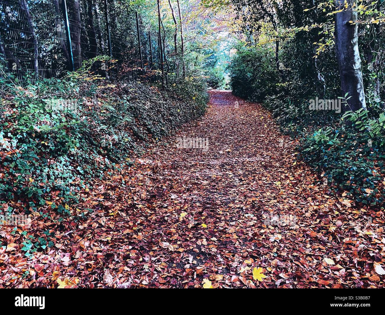 A lane way in Dublin’s Phoenix Park covered in autumn leaves. - Smartphone Captured Stock Image