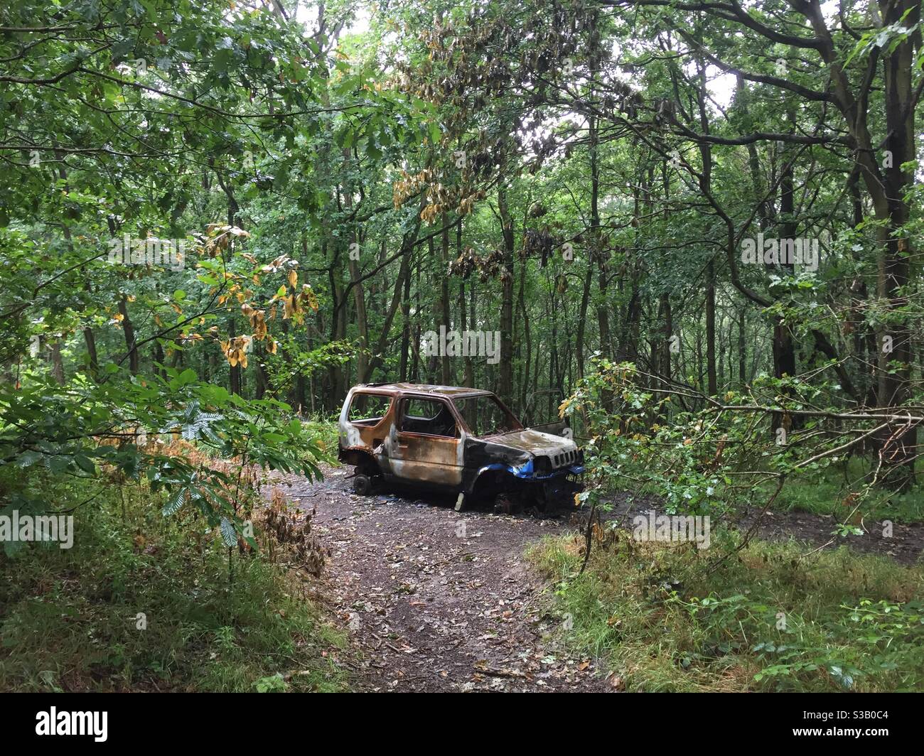 Car in forest hi-res stock photography and images - Alamy