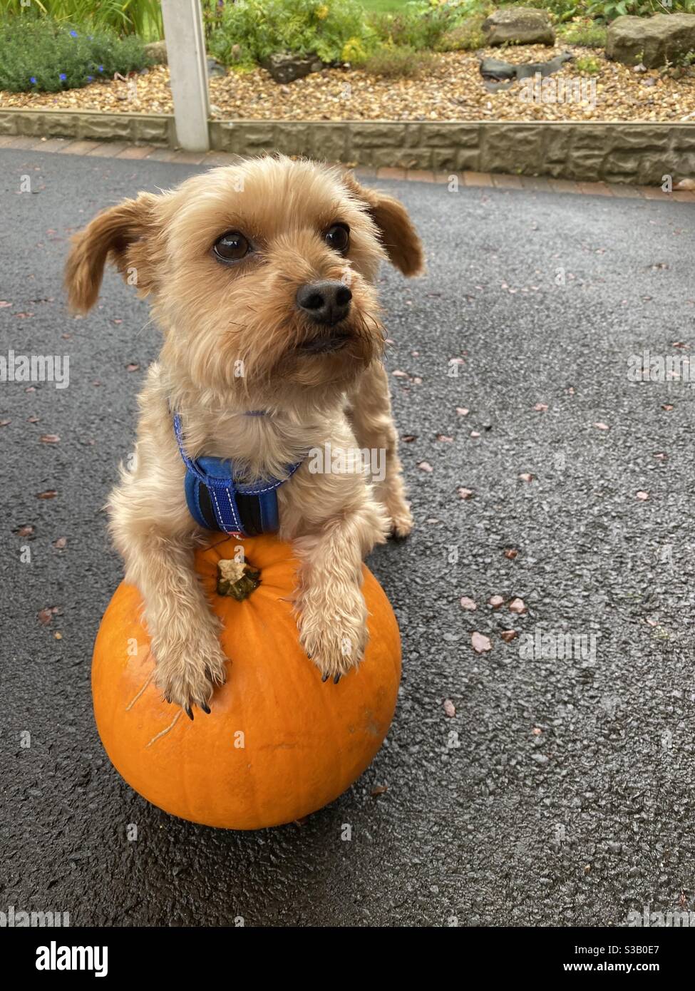 yorkie pumpkin