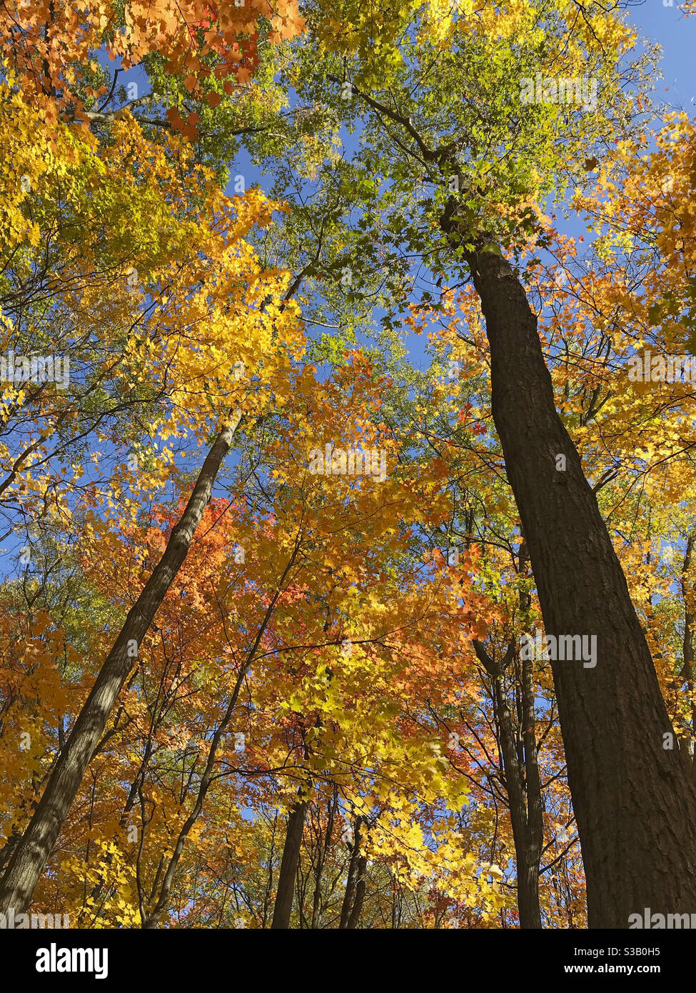 Ontario fall trees hires stock photography and images Alamy
