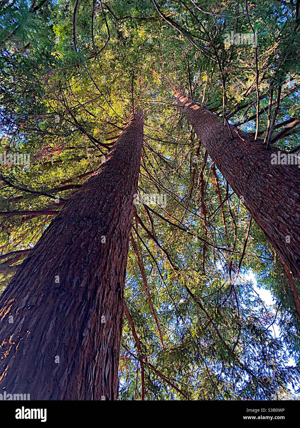 Looking up into two redwood trees Stock Photo