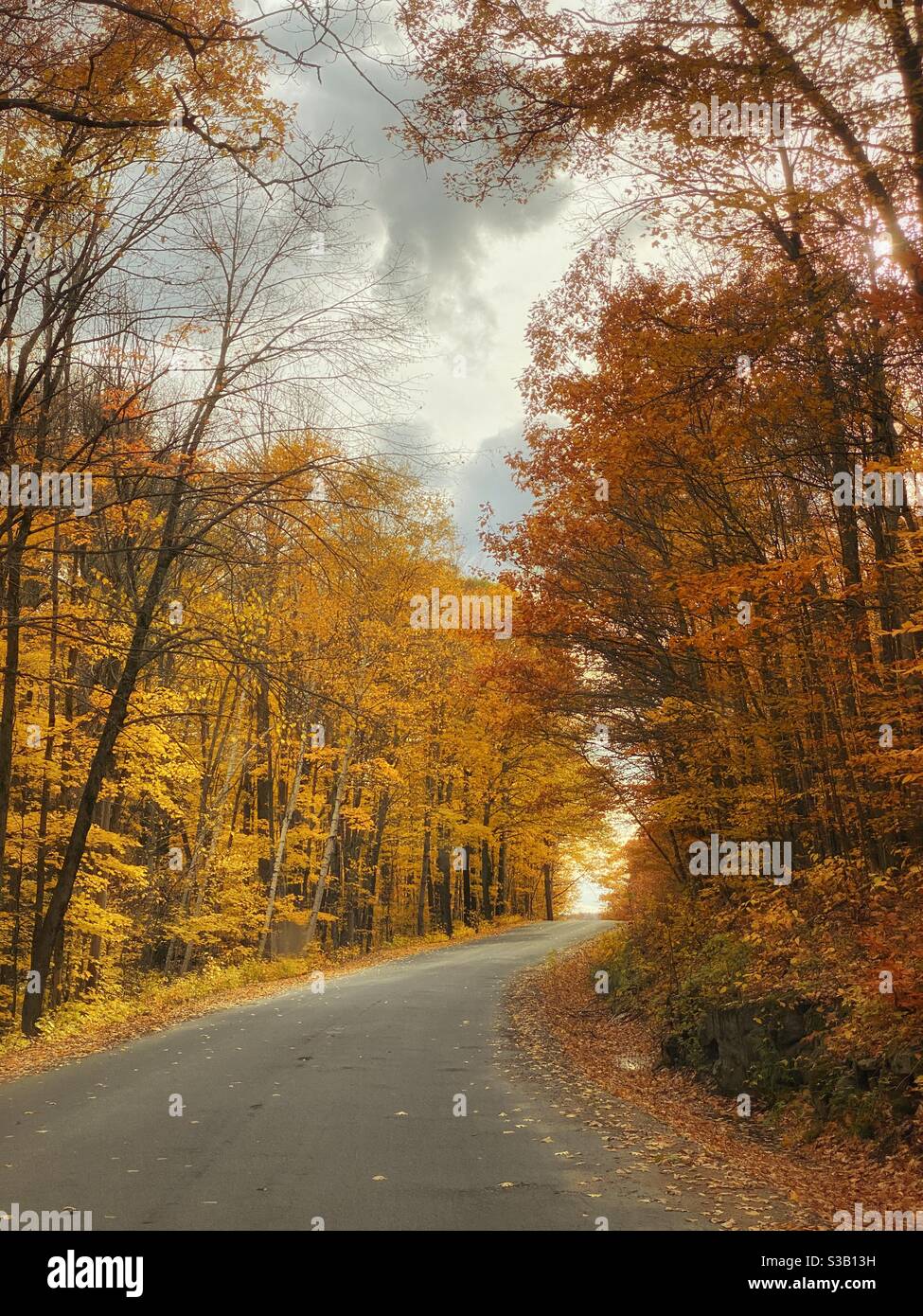 Winding country road through autumn hardwood trees ablaze in golden colour - Smartphone Captured Stock Image
