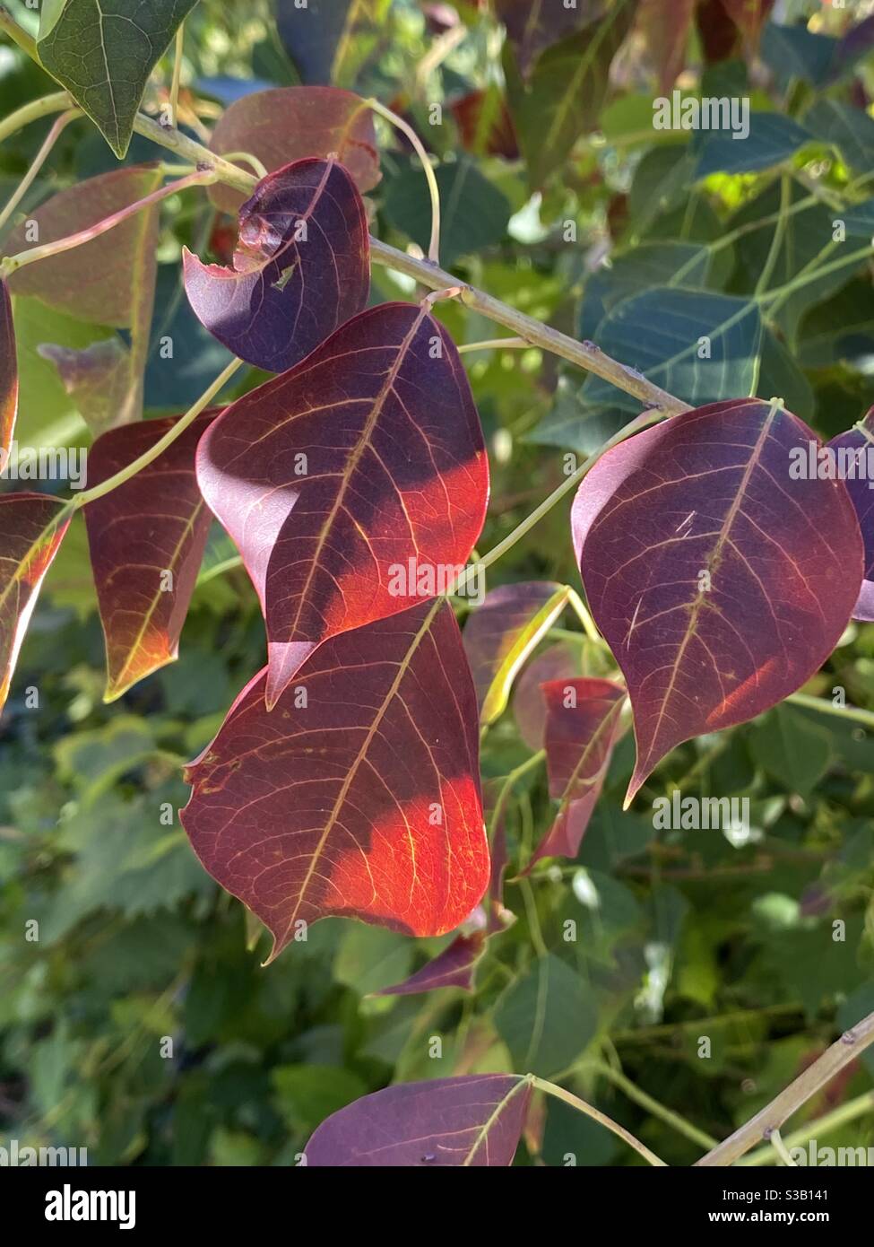 Red colorful fall leaves with sunlight on leaves - Smartphone Captured Stock Image