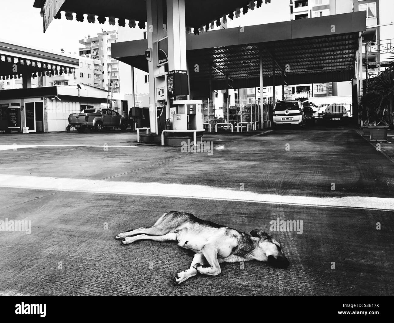 Stray dog sleeping outside a patrol station in Turkey - Smartphone Captured Stock Image