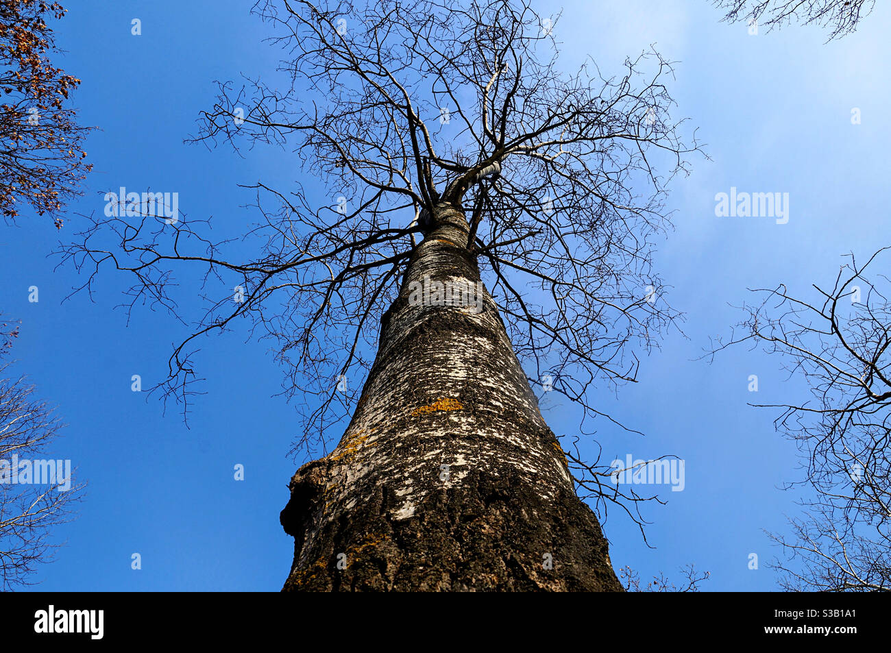 Large birch tree without leaves on the background of the autumn sky - Smartphone Captured Stock Image