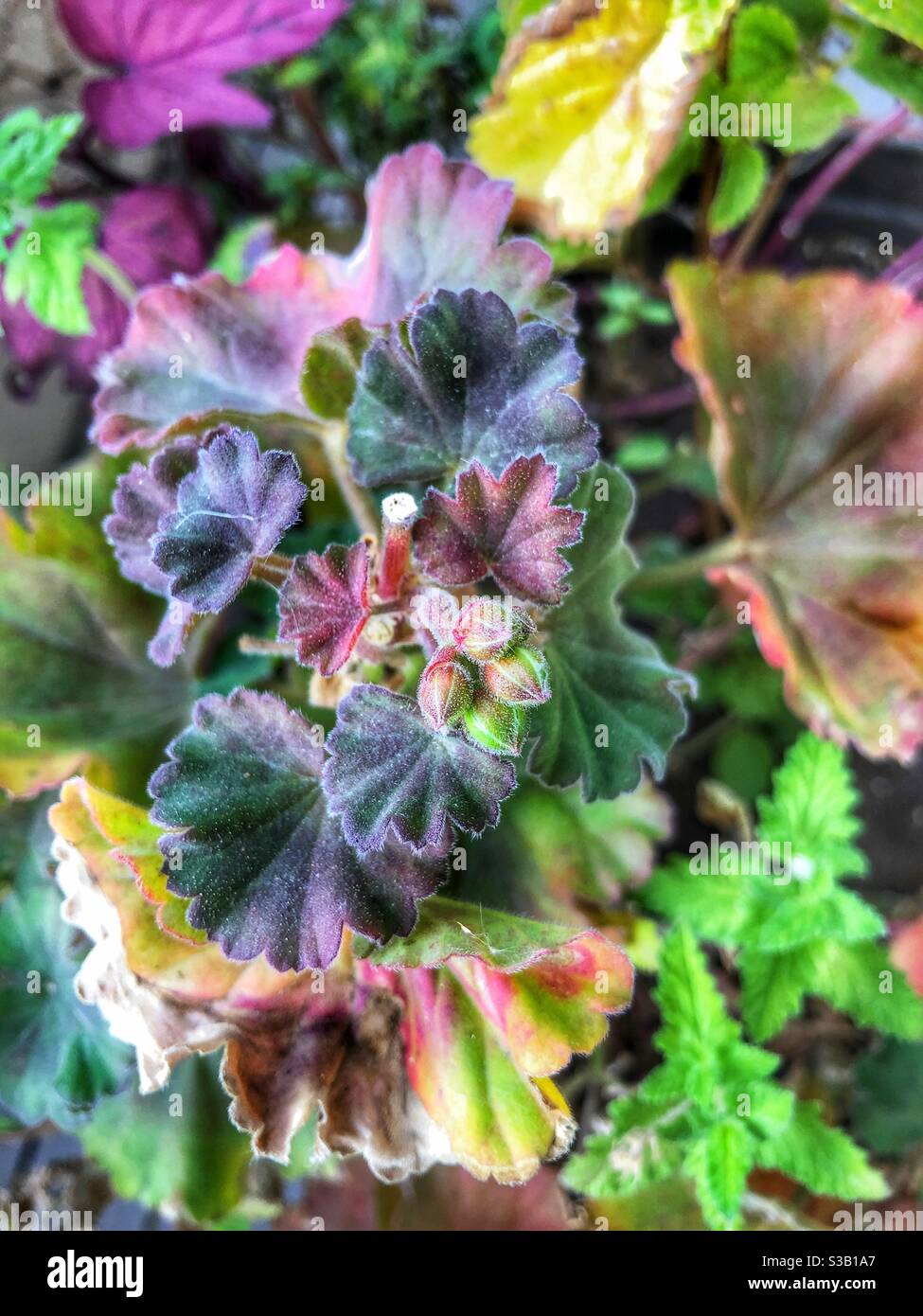 Autumn plant colours. Stock Photo