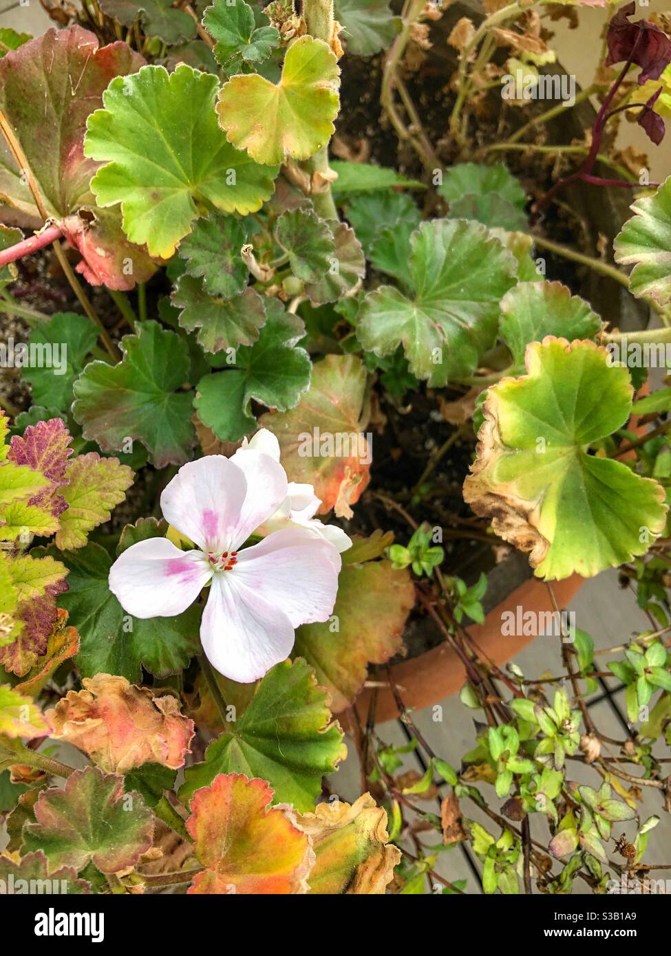 A single autumn bloom remains. Stock Photo