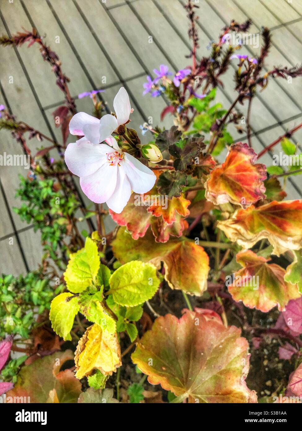 Autumn potted plant. Stock Photo