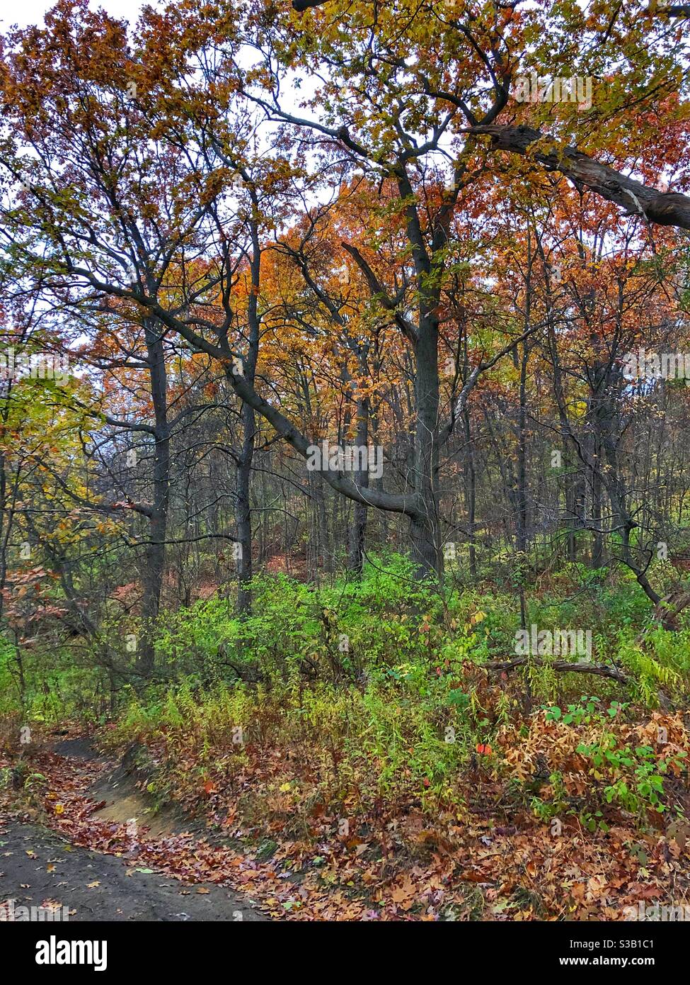 An autumn walk in the woods. Stock Photo