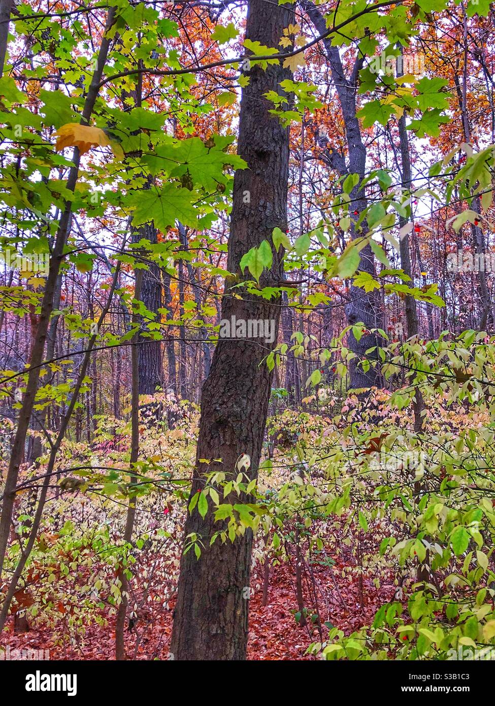 Autumn wooded landscape. Stock Photo