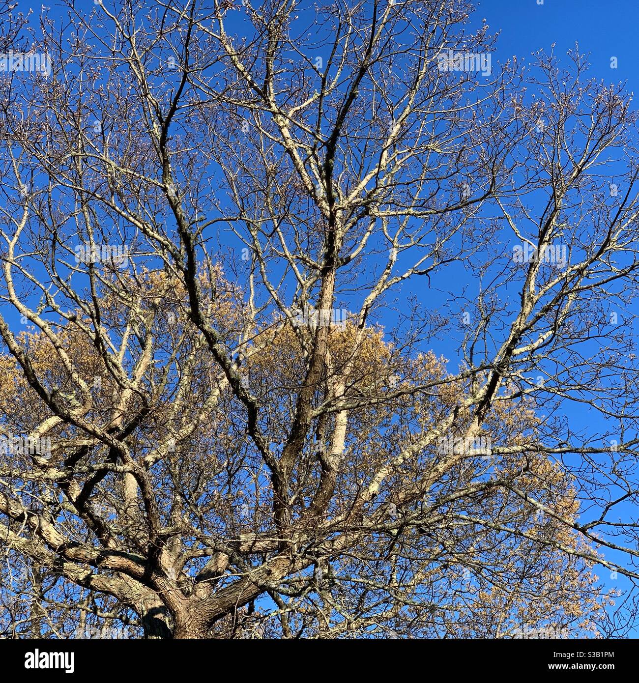 Tree branches against a blue sky Stock Photo