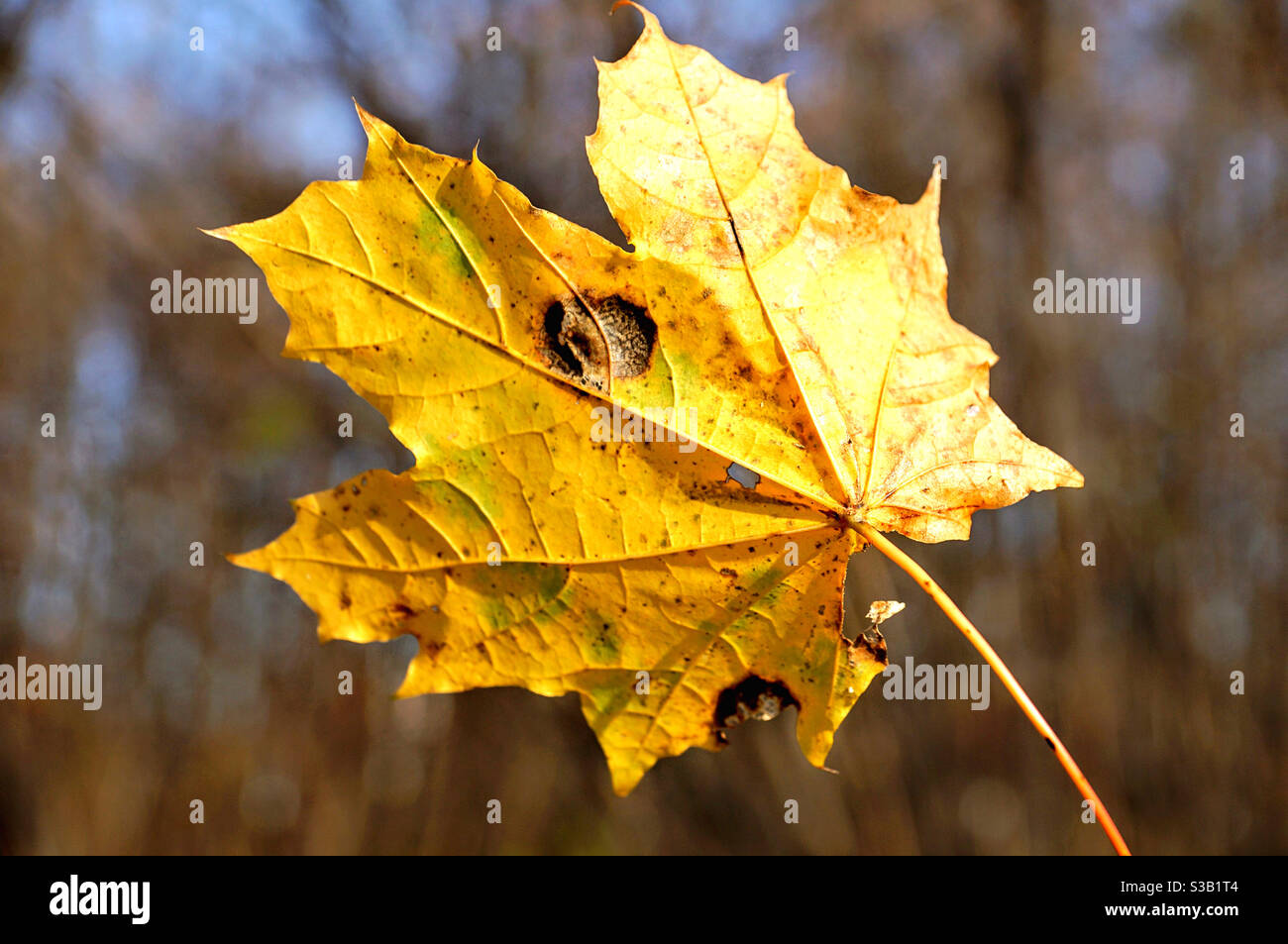 Autumn yellow big maple leaf close up - Smartphone Captured Stock Image