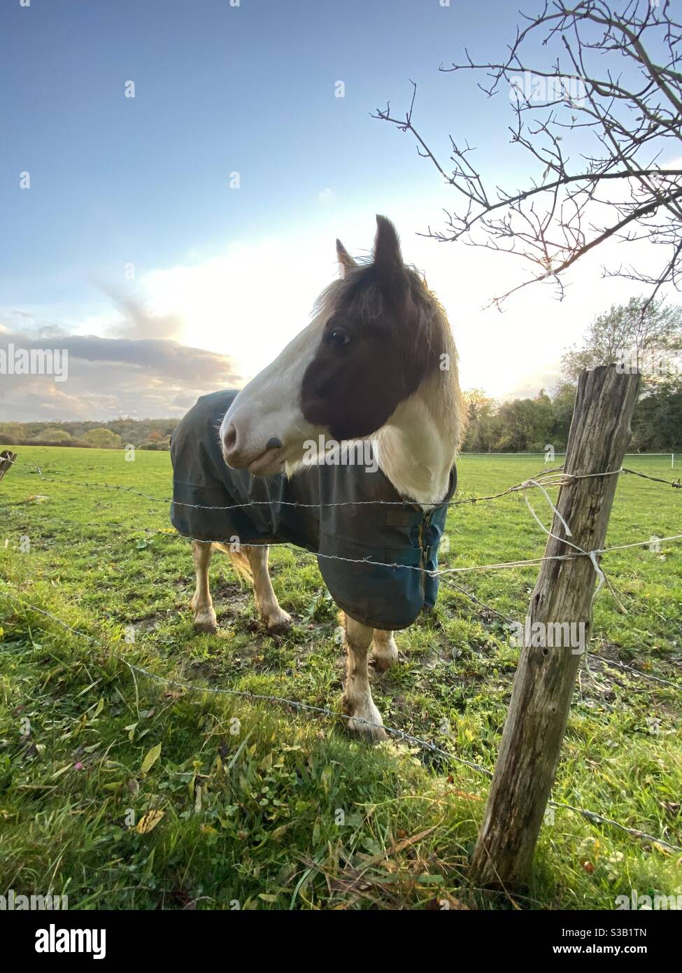 Horse Stock Photo - Alamy