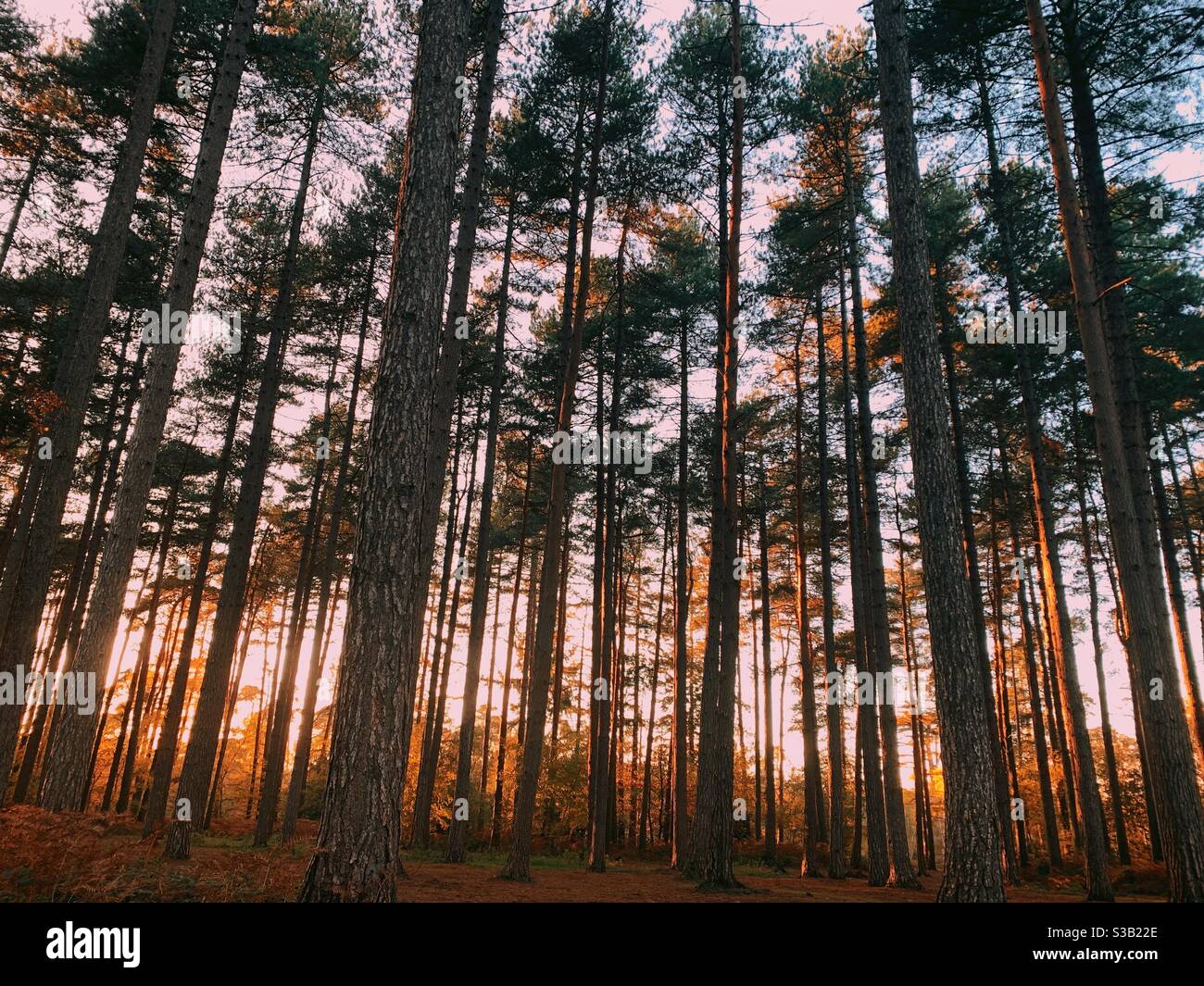 Forest woodland pine trees at sunset in Autumn Stock Photo