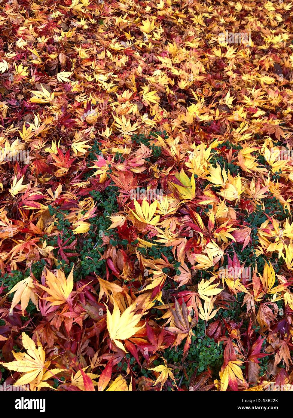 Autumn carpet Acer and Cotoneaster Stock Photo