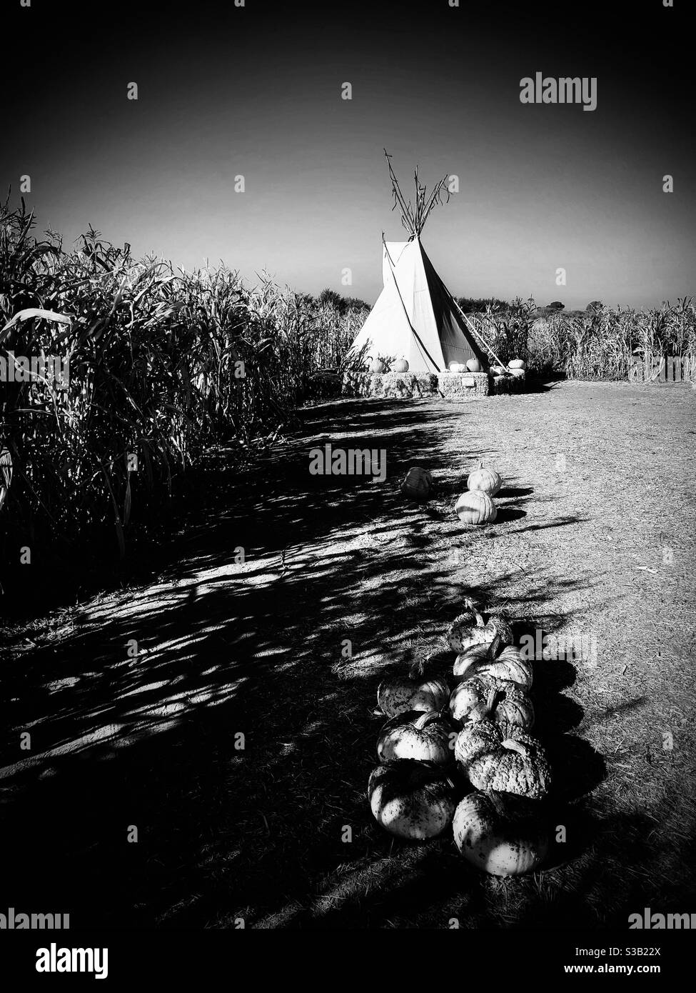The pumpkins covered by the shadows of the leaves of the corn plants from the left side of the photo lead a viewer’s sight to the American Indian tent at the distance in the farm scene. Stock Photo