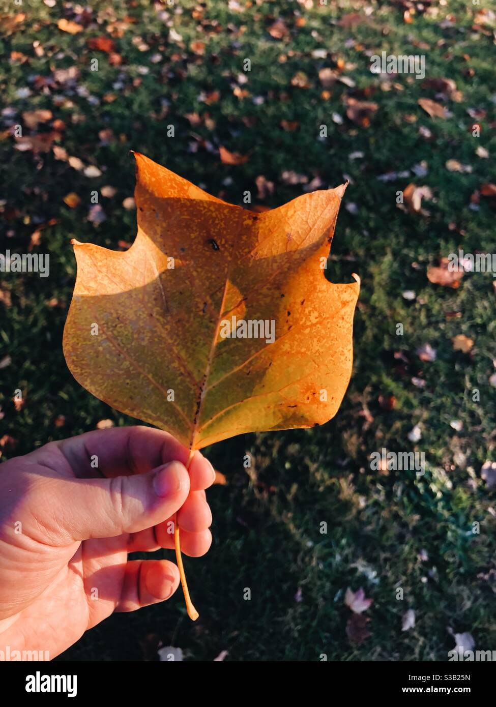 Tulip poplar hi-res stock photography and images - Alamy