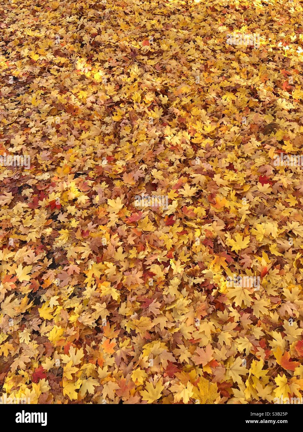 Fall leaves covering the ground. Stock Photo