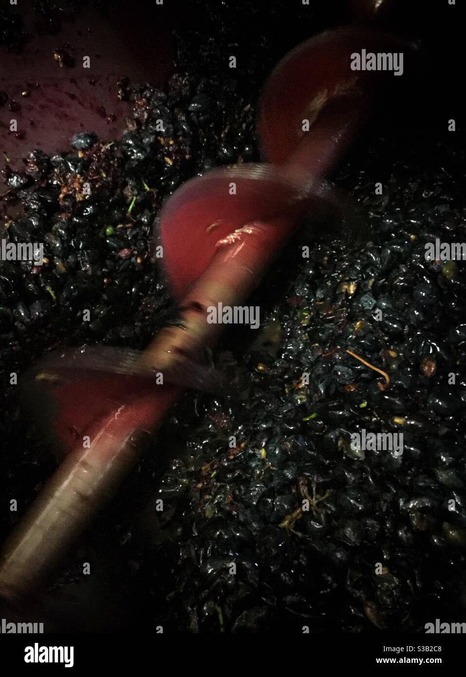 Hopper screw transporting Syrah grapes to the winery pump, Catalonia, Spain. - Smartphone Captured Stock Image