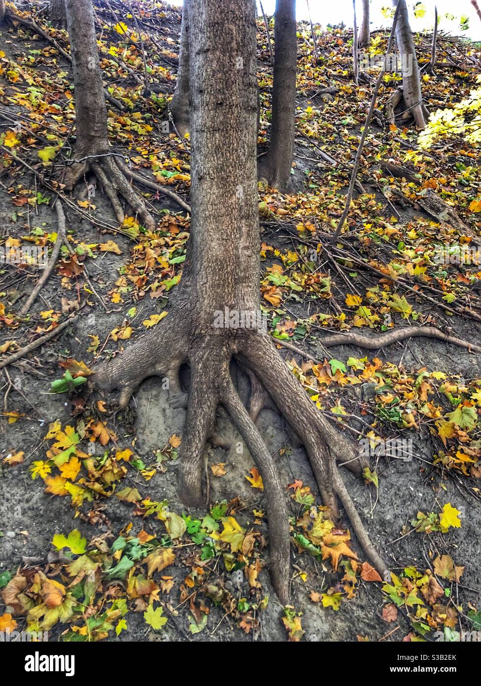Exposed tree roots in the fall. Stock Photo