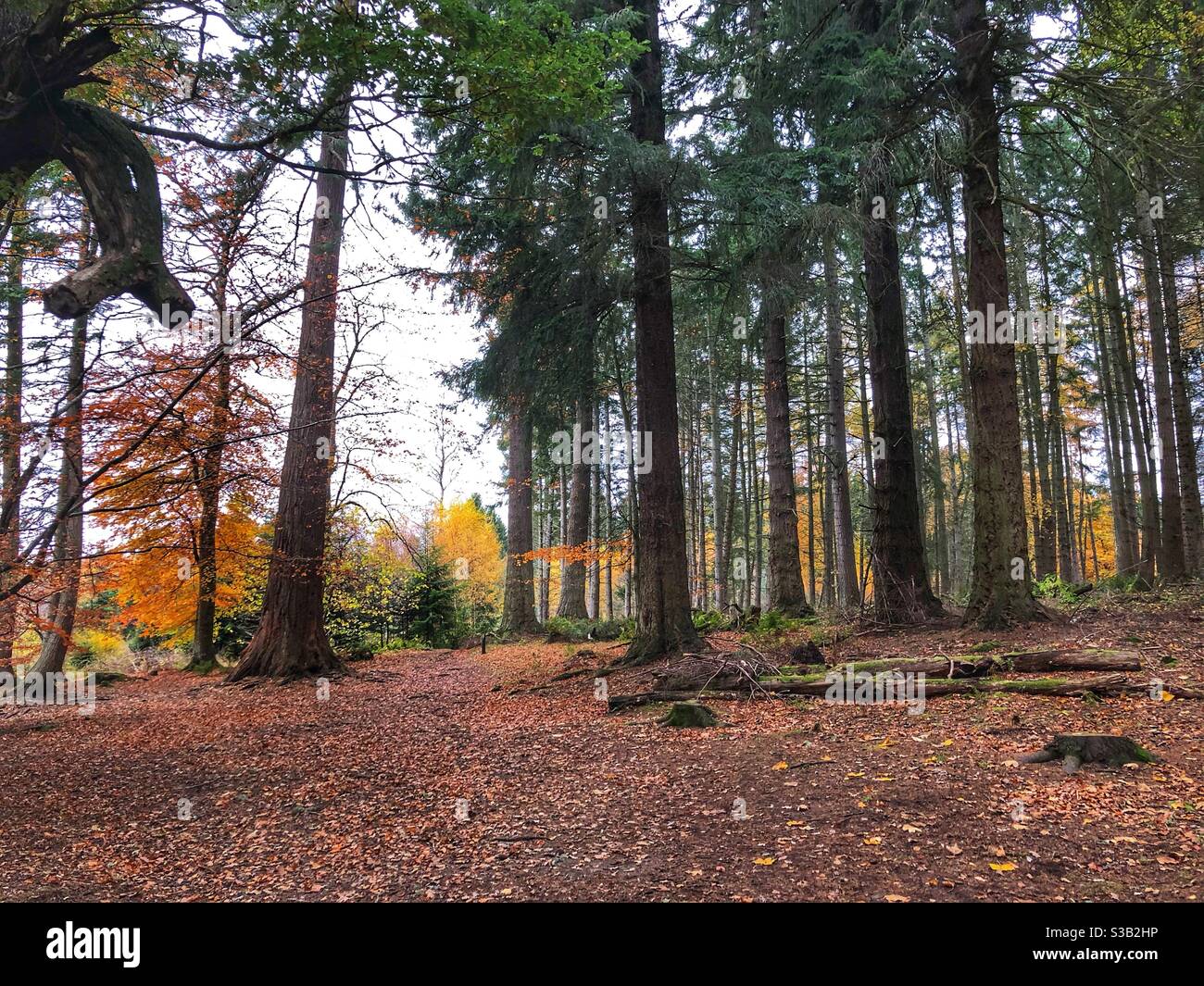 Autumn woods at Crathes castle, Aberdeenshire Stock Photo