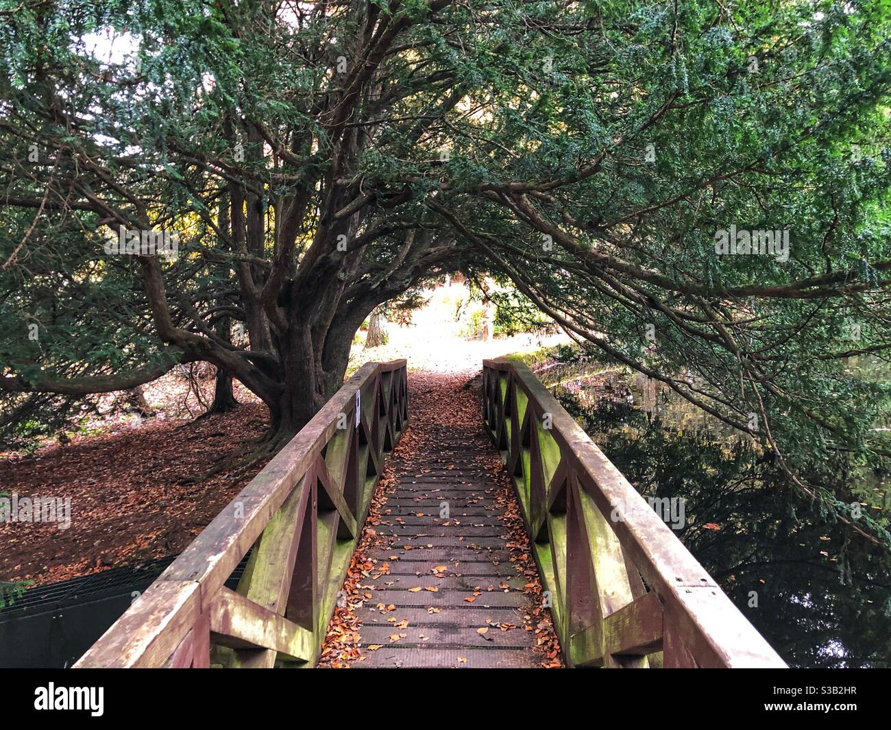 Bridge in Autumn woods at Crathes castle, Aberdeenshire Stock Photo