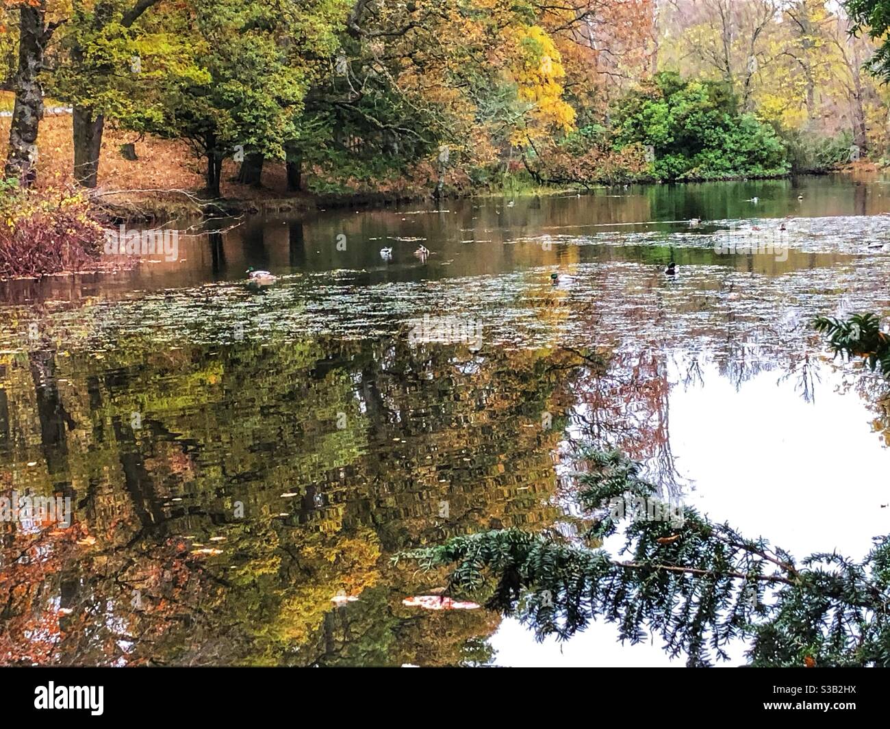 Lake in the Autumn woods at Crathes castle, Aberdeenshire Stock Photo