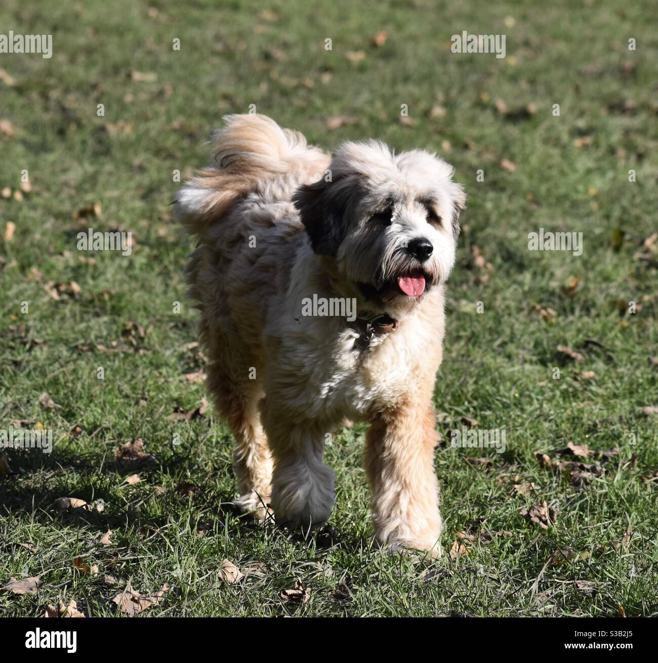 Tibetan Terrier Dog Stock Photo Alamy