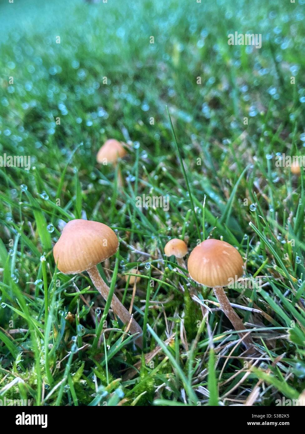 Mushrooms on wet grass in a garden Stock Photo Alamy
