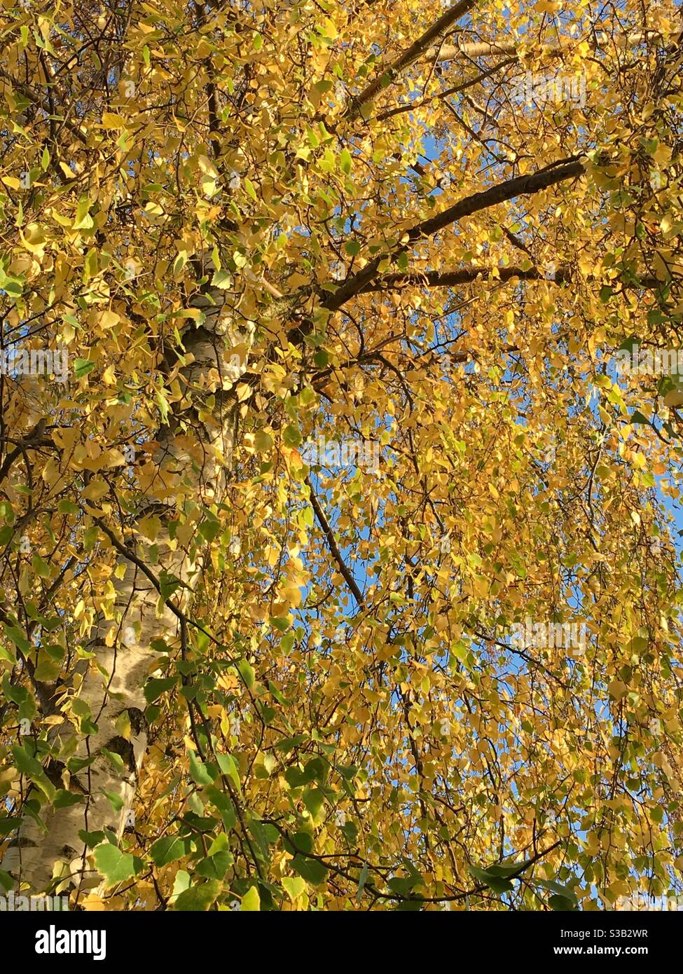 Golden autumn leaves in the autumnal sunshine on a silver birch tree - Smartphone Captured Stock Image