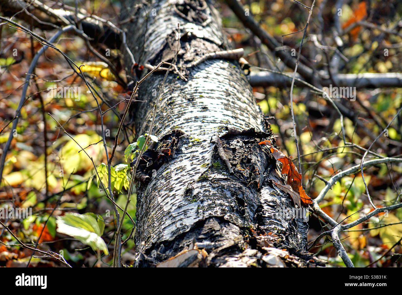 Part of the trunk of a fallen birch - Smartphone Captured Stock Image