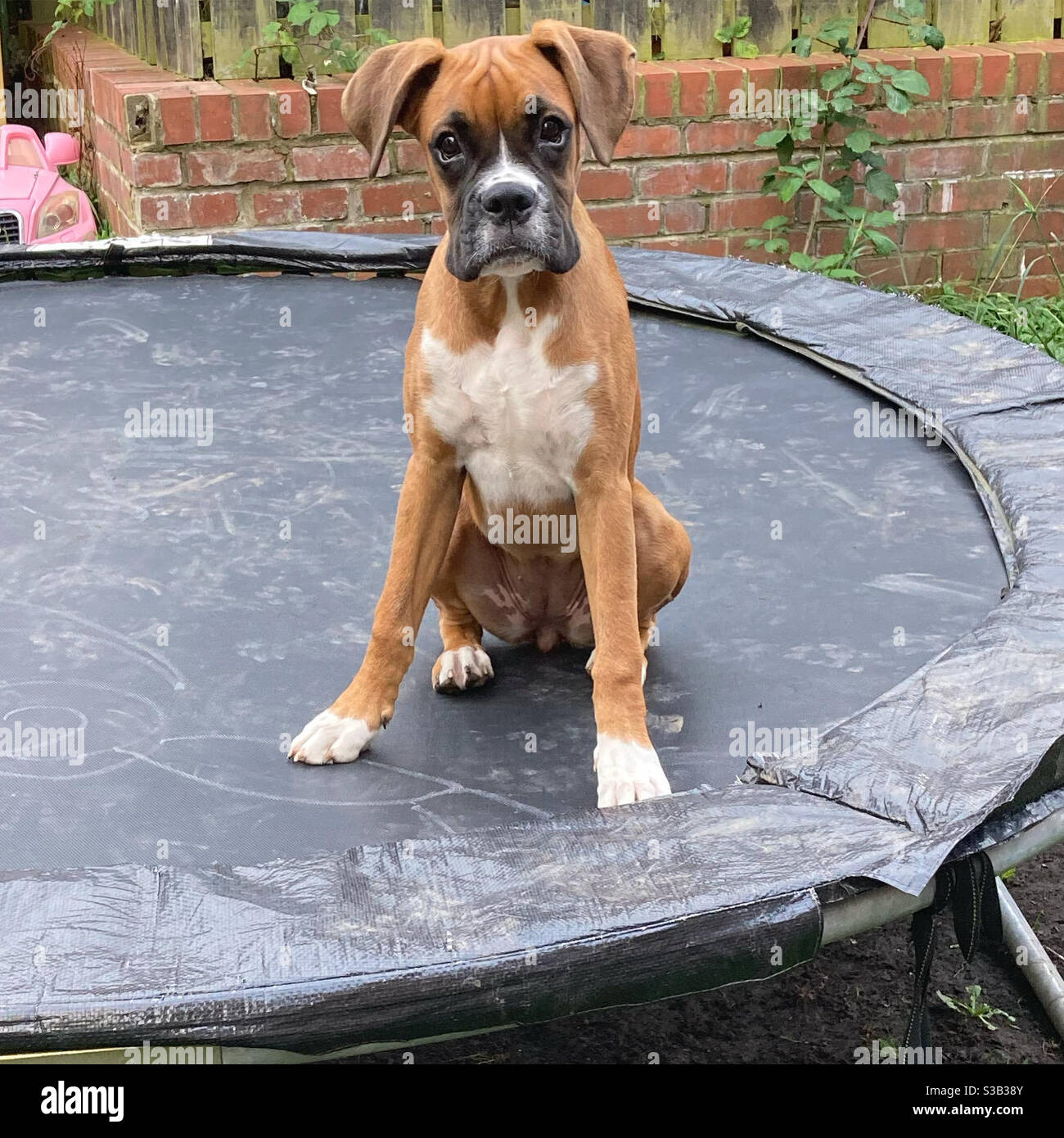 5 month old female boxer puppy sitting on trampoline Stock Photo - Alamy