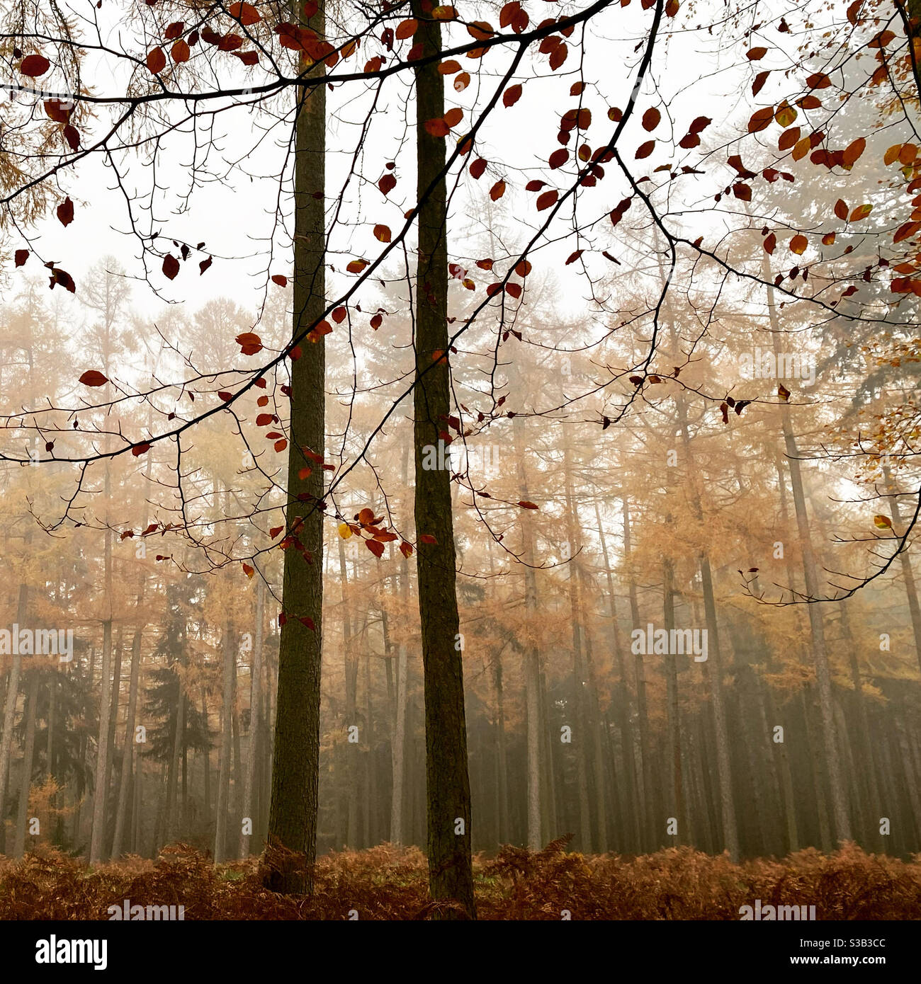 Tall Trunks High Resolution Stock Photography and Images - Alamy