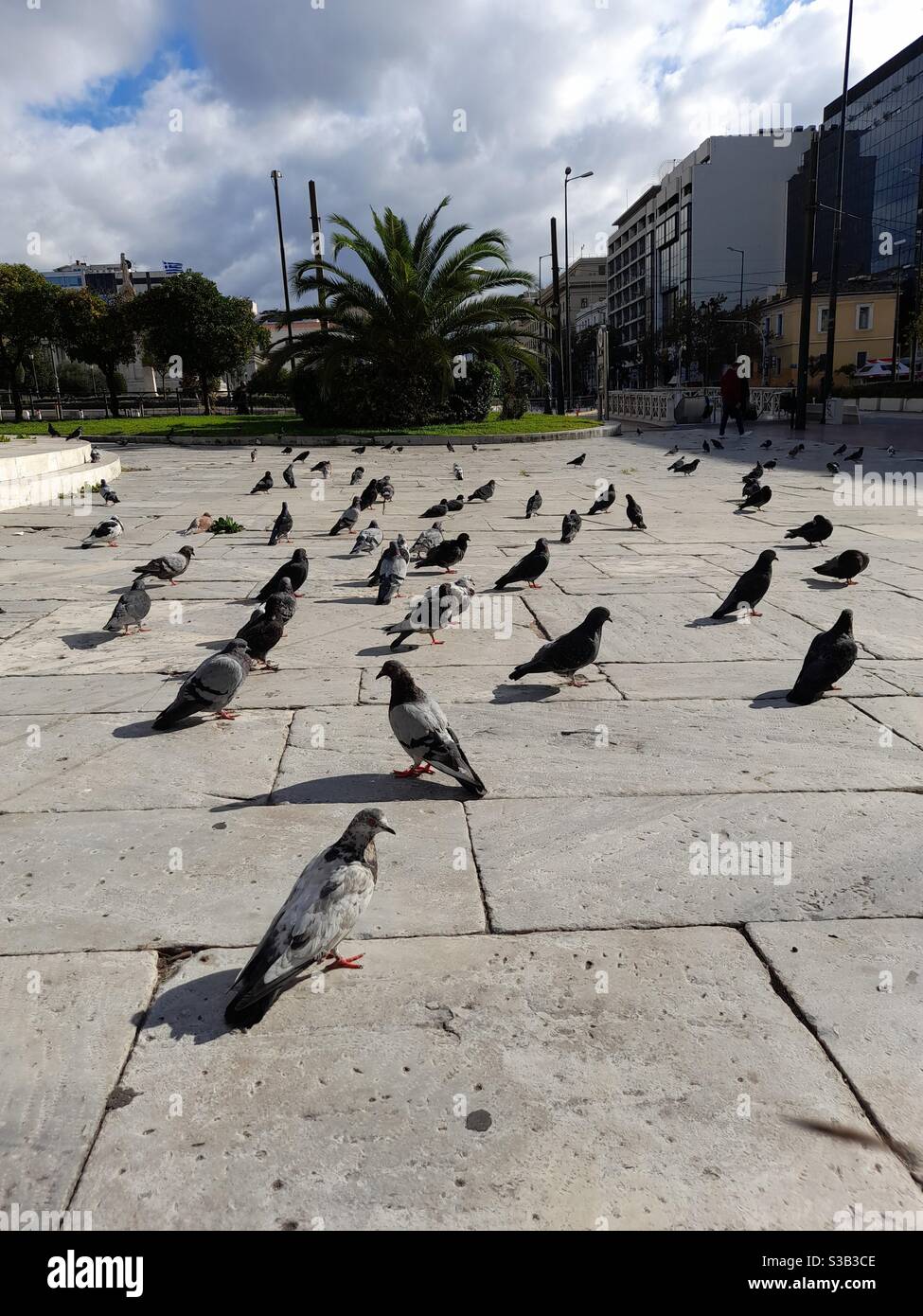 Pigeons wandering on the patio of National Library in Athens, Greece, Europe. - Smartphone Captured Stock Image