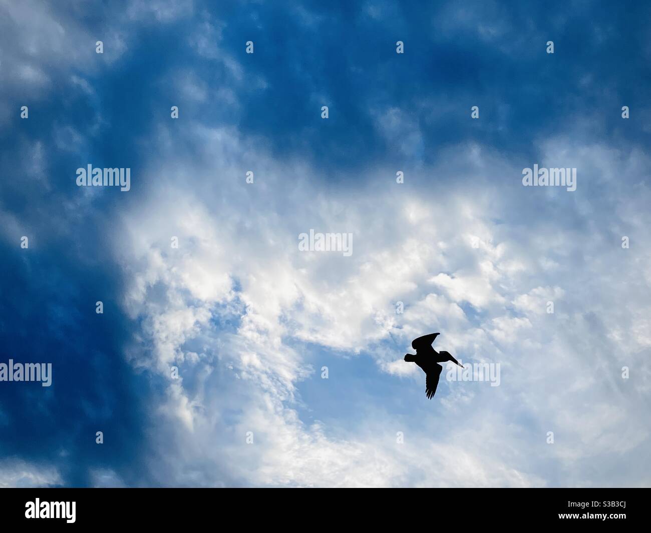 A pelican flying above. - Smartphone Captured Stock Image