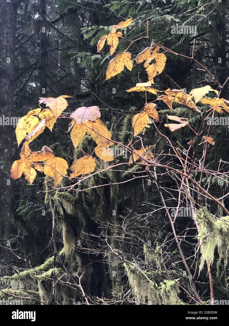 Yellow fall leaves on thin branches Stock Photo
