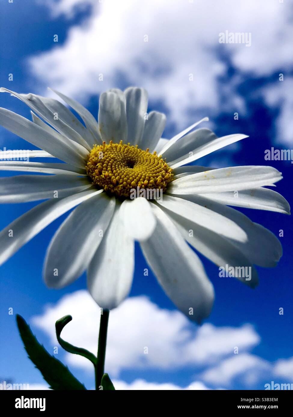 Daisy against a blue sky with clouds Stock Photo