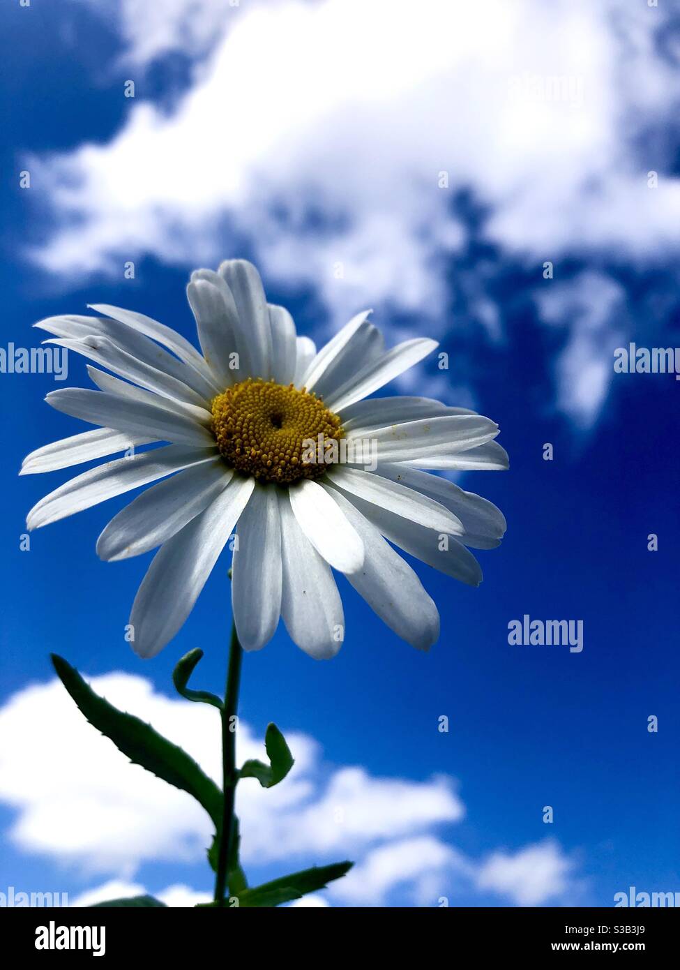 Shasta daisy against a blue sky with cloudsdiasy Stock Photo
