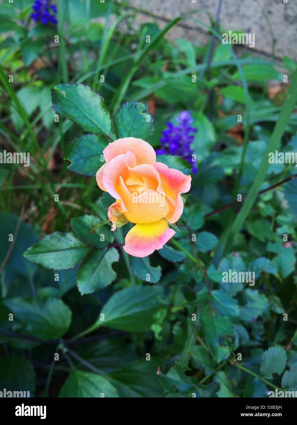 A single pink tea rose blooms in a garden, USA Stock Photo