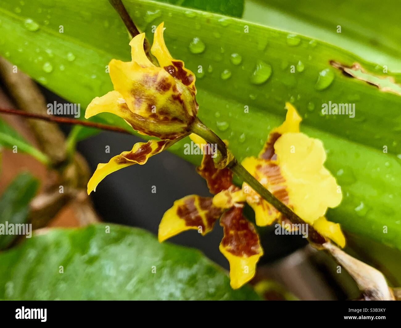 Sunny yellow and brown Dancing Lady, Oncidium orchids Stock Photo