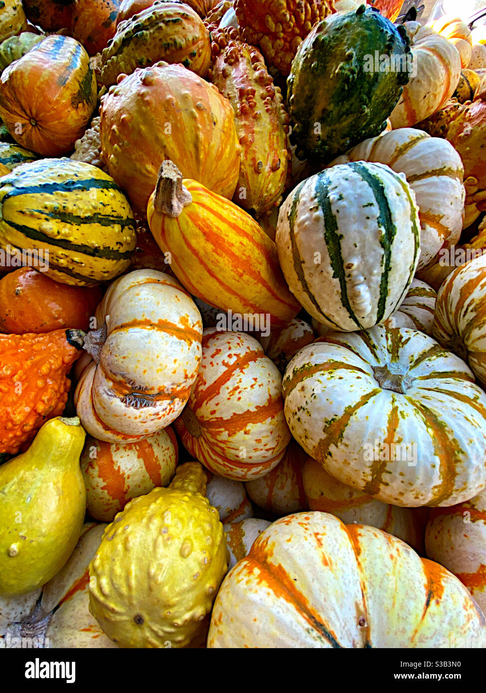 Colorful ornamental gourds Stock Photo Alamy