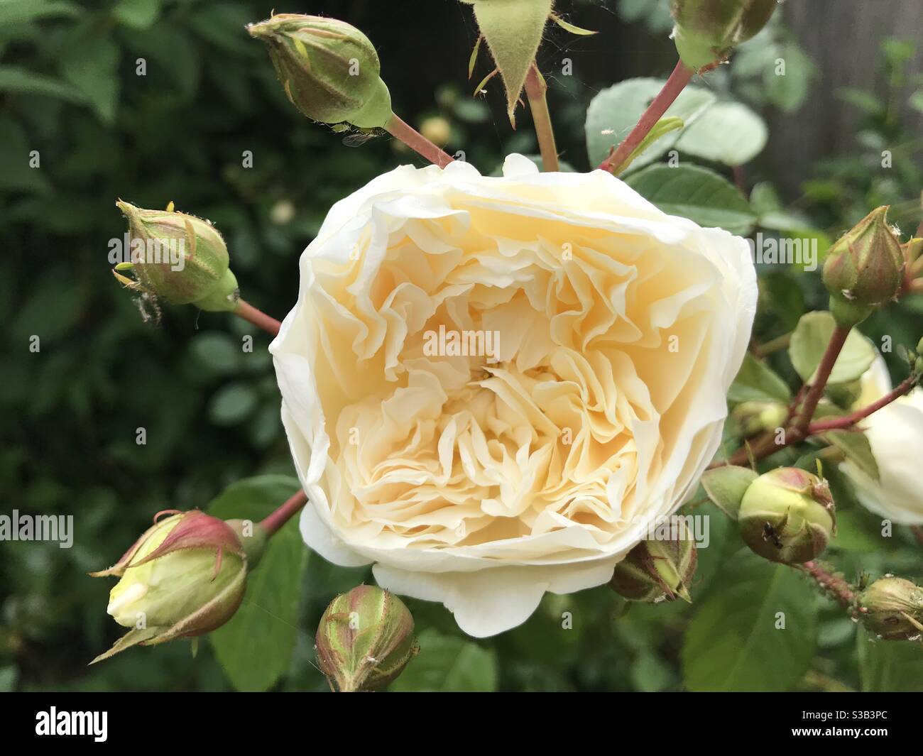 White Rose Opening Up Stock Photo Alamy
