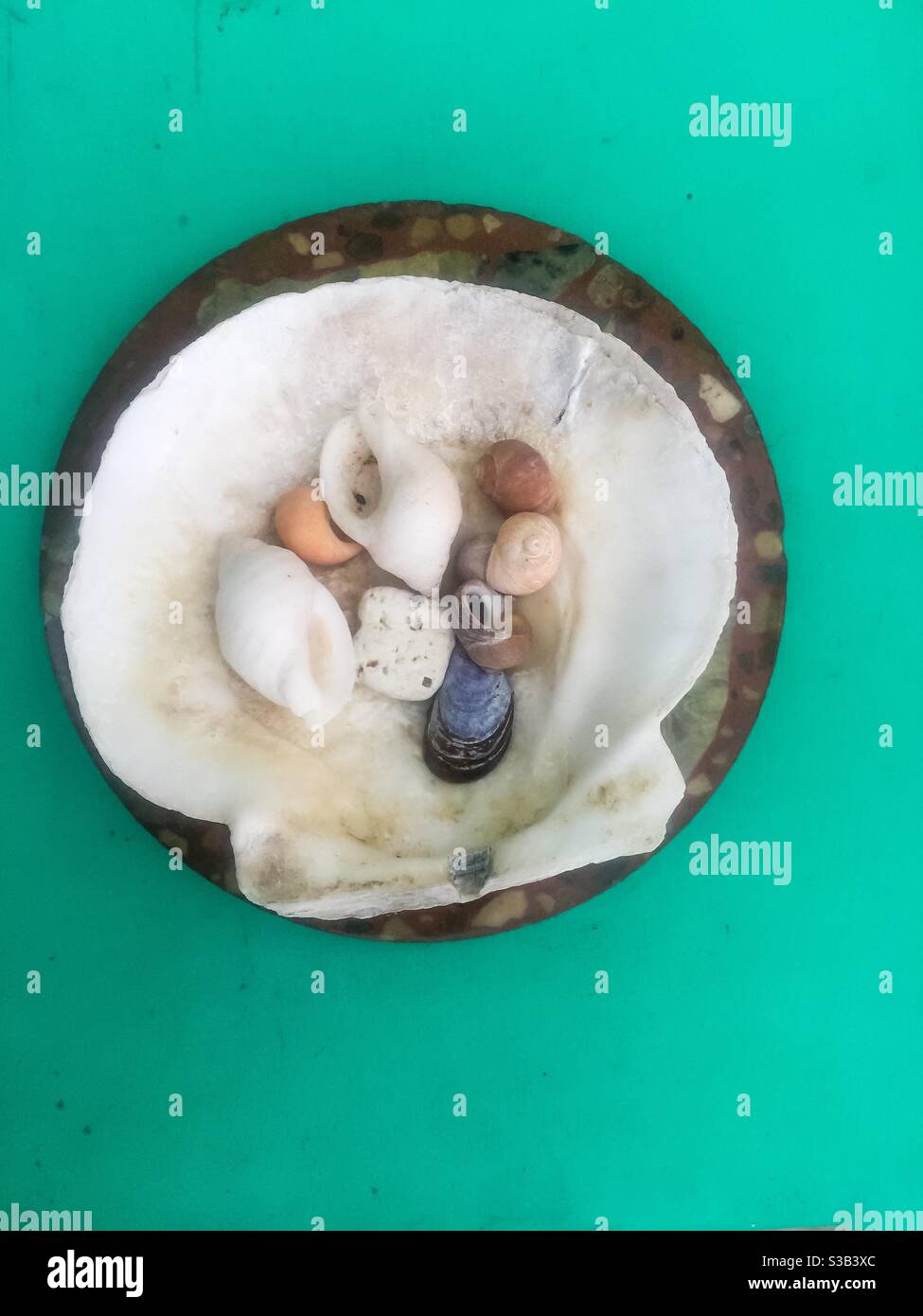 Small shells in a Pecten Maximus shell, Nova Scotia, Canada - Smartphone Captured Stock Image