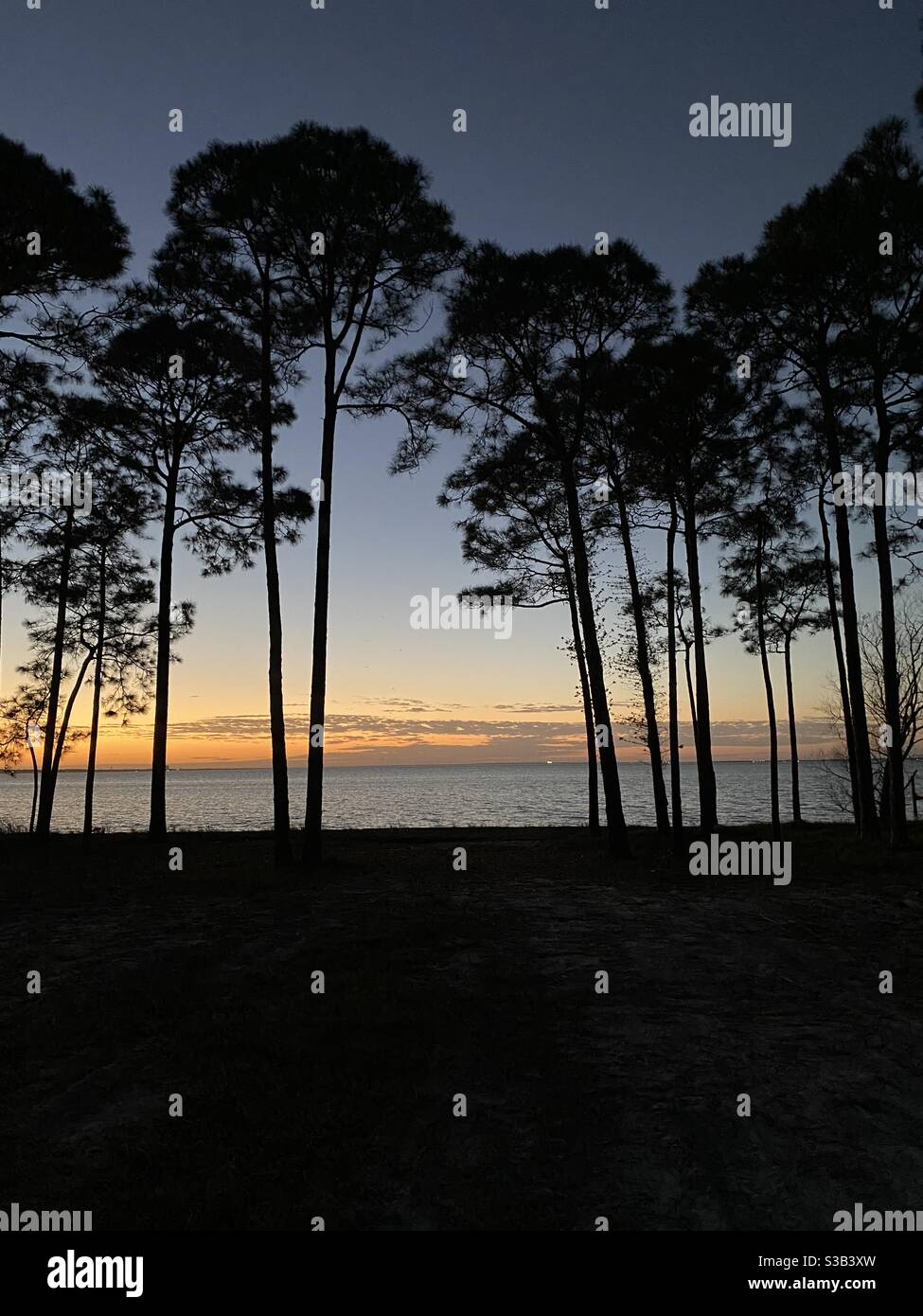 Silhouette tall pine trees at sunset with view of bay water Stock Photo