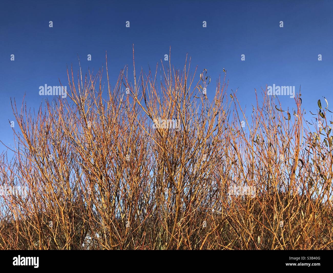 Yellow bark on a leafless tree in autumn with clear, blue sky Stock Photo