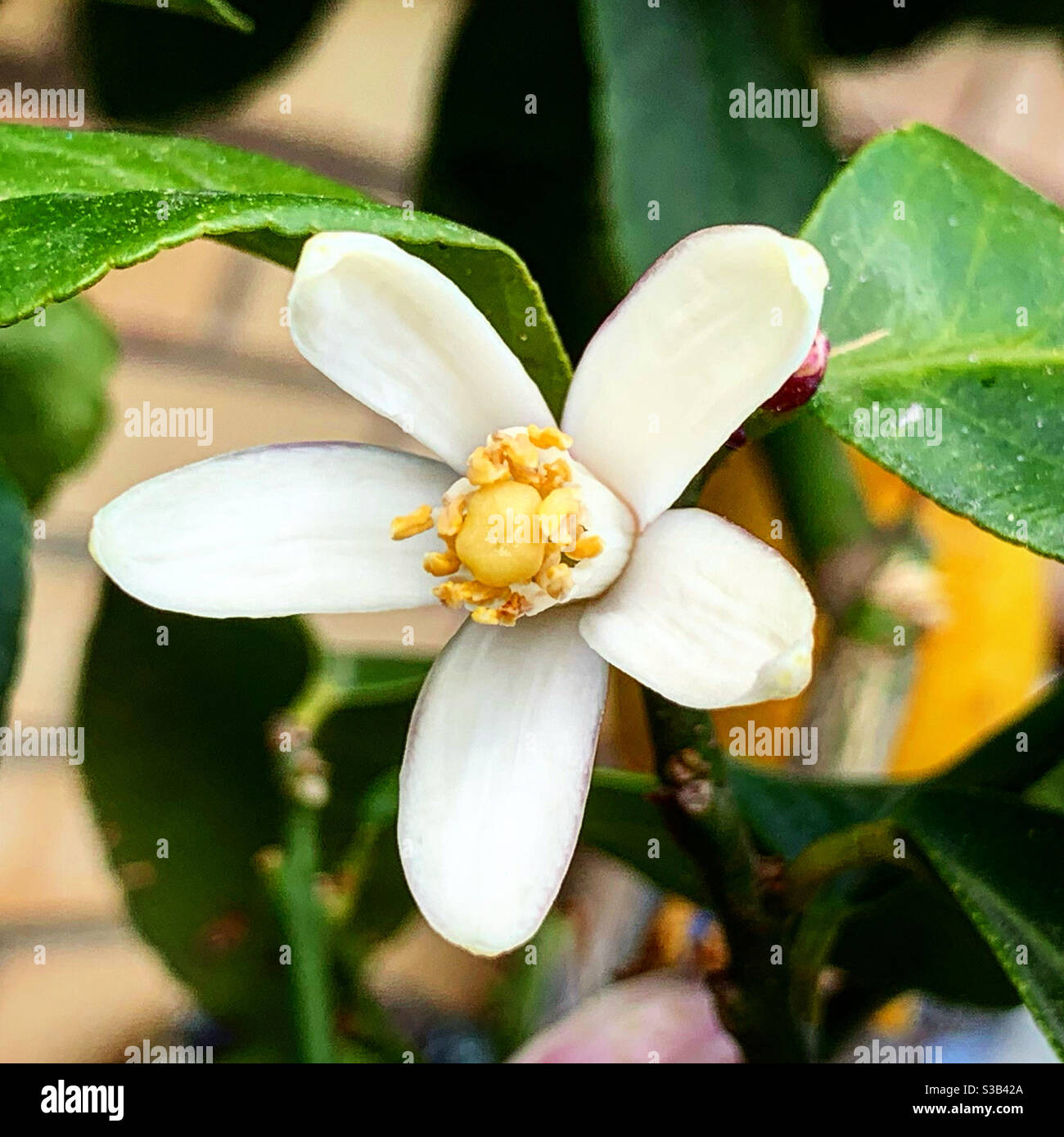Lemon tree Blossom Stock Photo Alamy