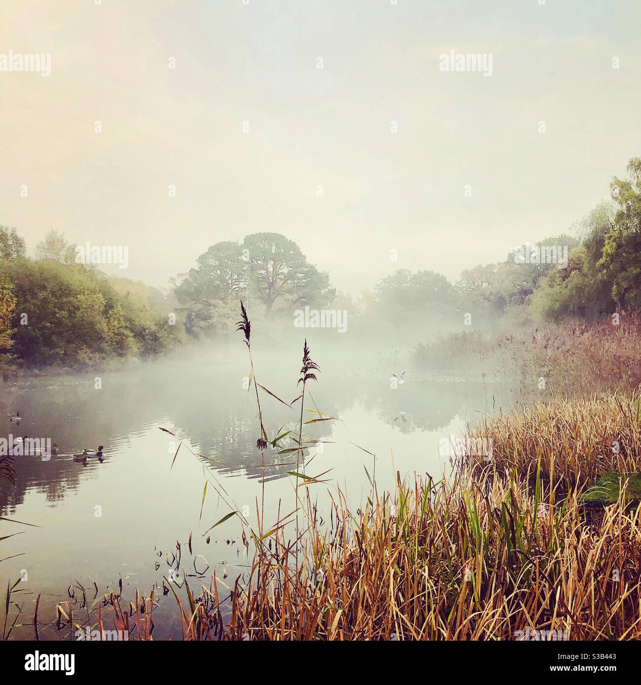 Autumn fog - Smartphone Captured Stock Image