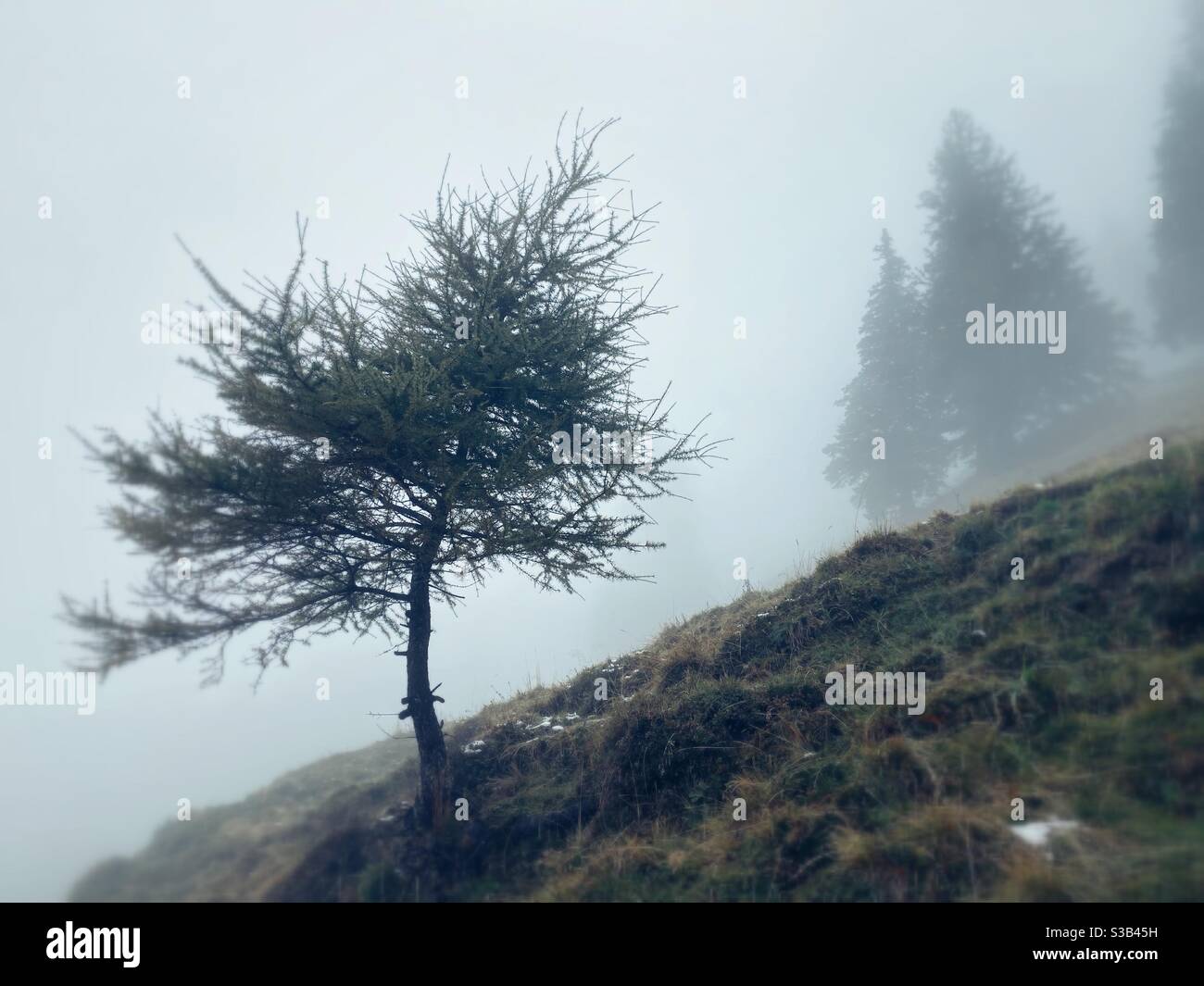 Small, crooked pine tree in a mountainside in the Fog, autumn in the German Alps close to Bolsterlang - Smartphone Captured Stock Image