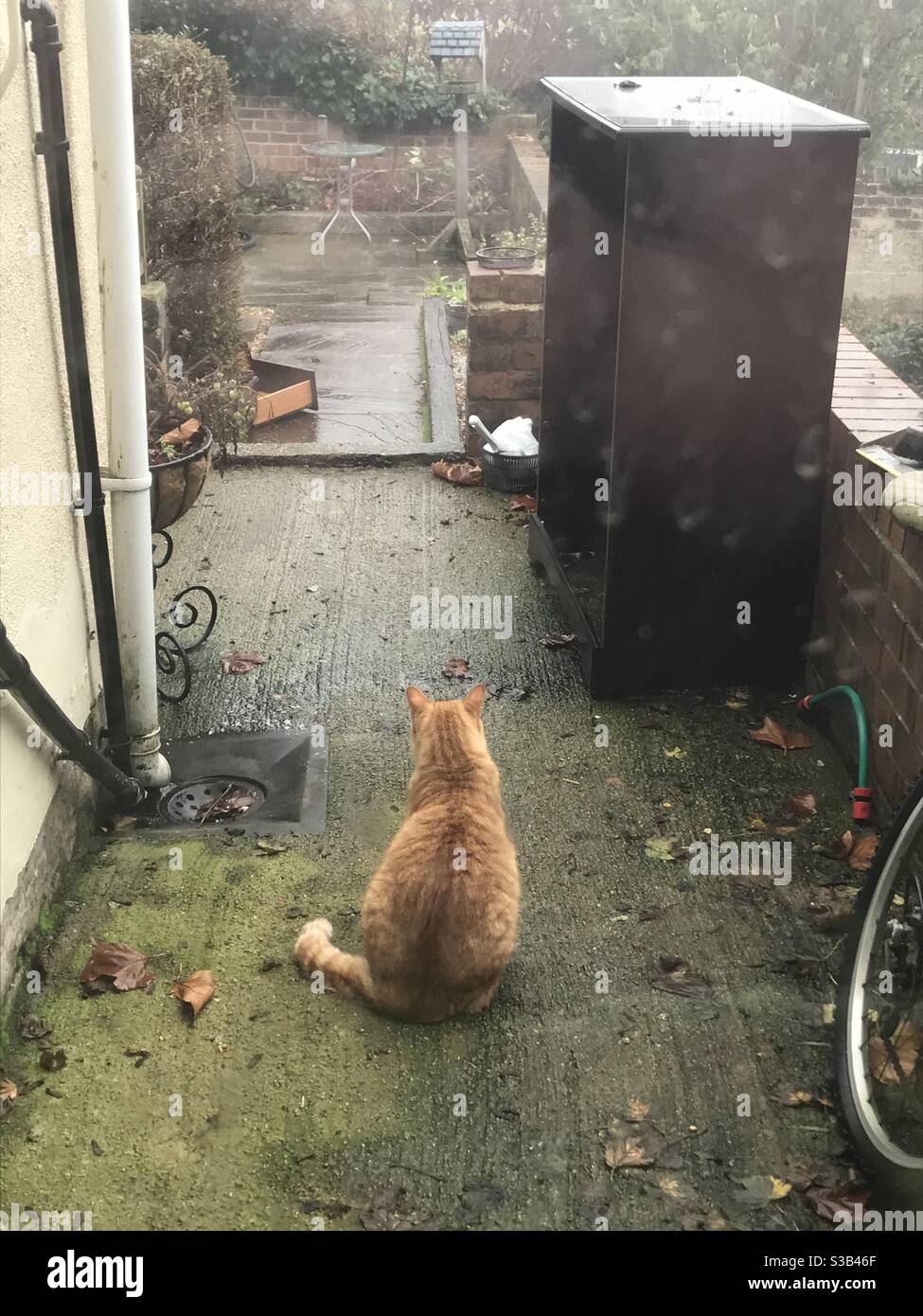 Cat in the rain Stock Photo